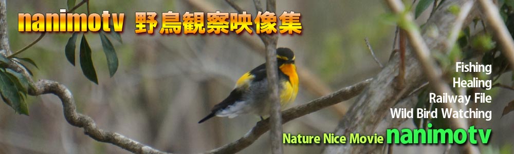 nanimotv birds